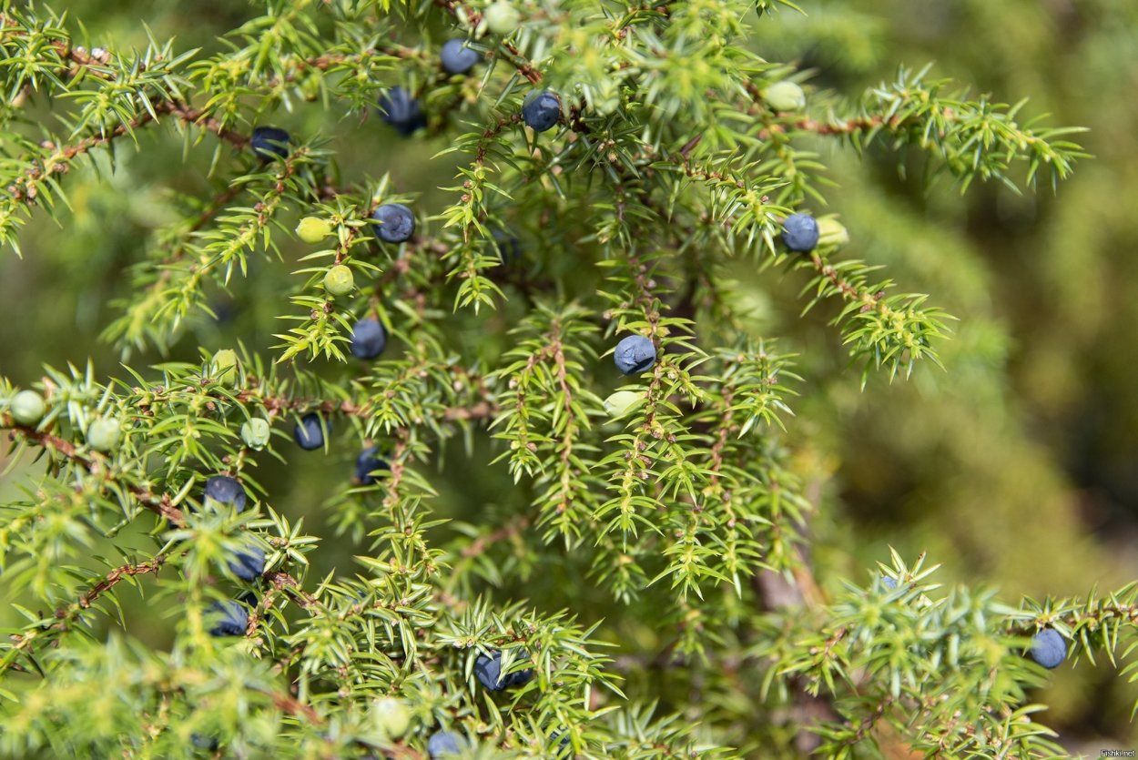 Можжевельника обыкновенного Коми