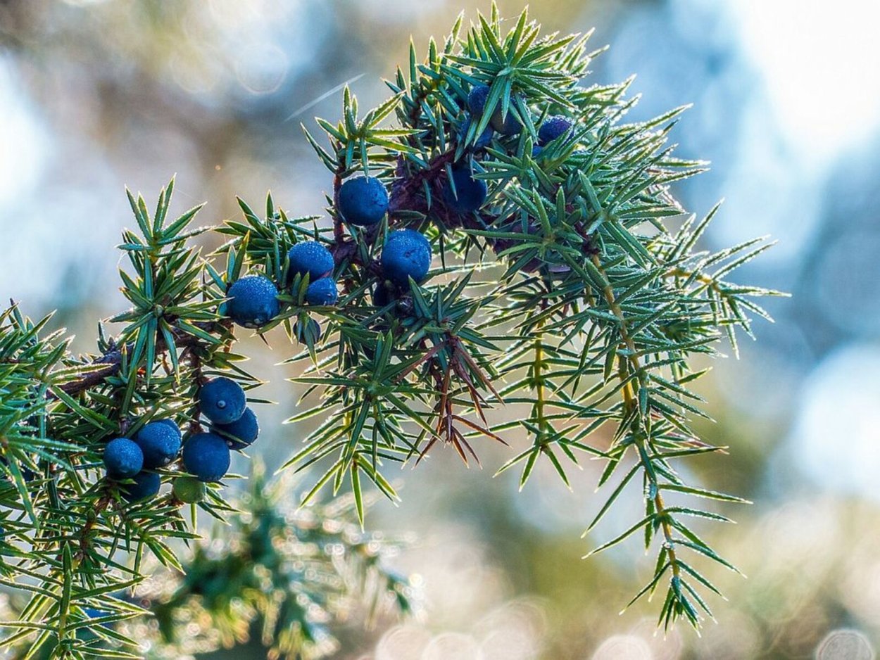 Можжевельник обыкновенный ягоды