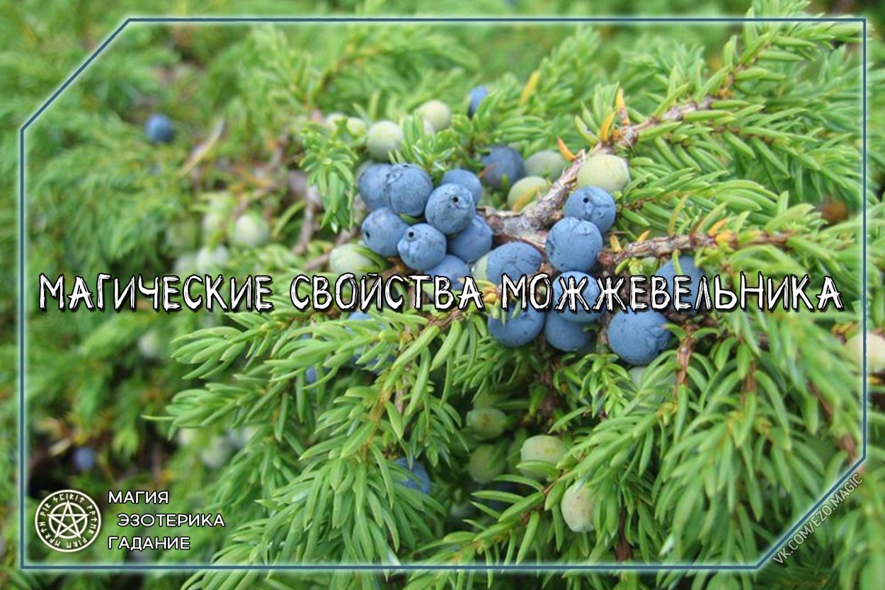 Шишкоягоды можжевельника