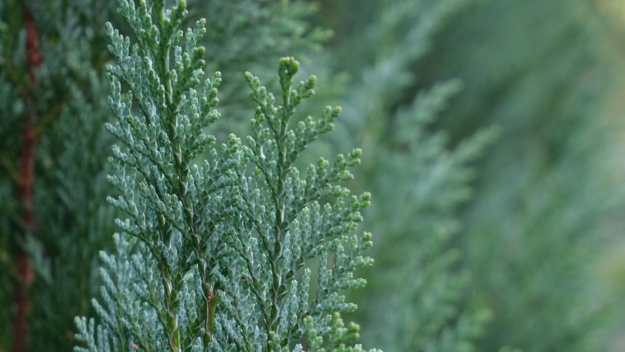 Можжевельник обои