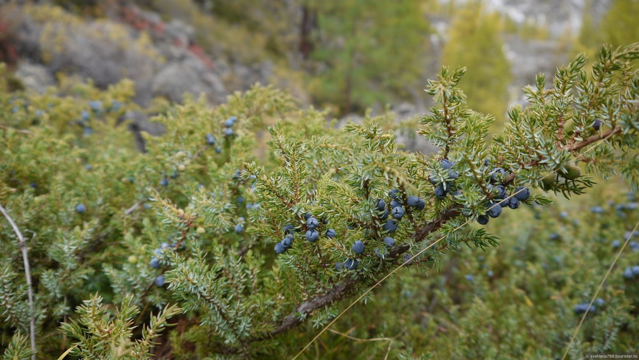 Можжевельник казацкий Алтай