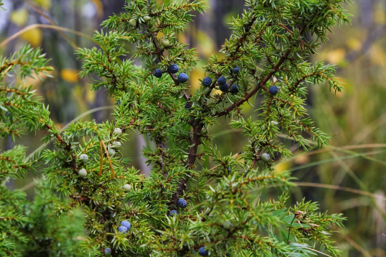 Можжевельник обыкновенный (Juniperus communis)
