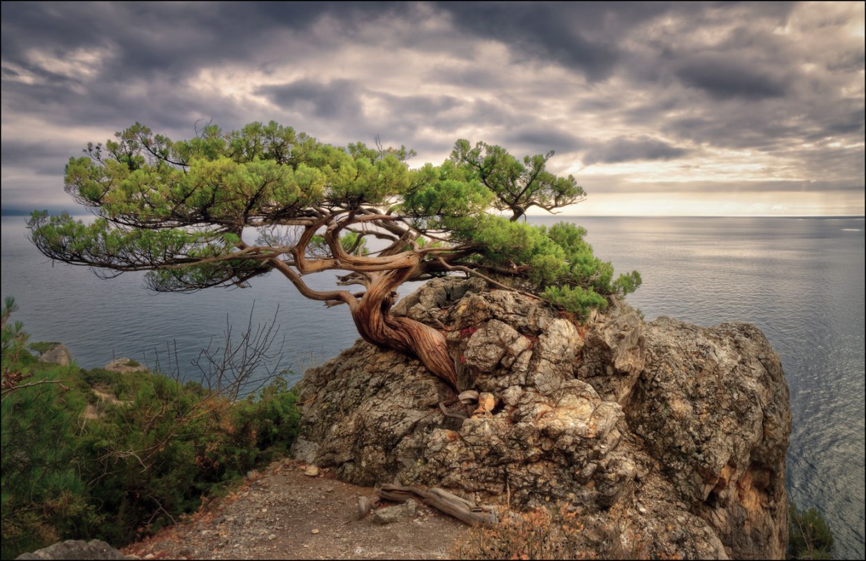Можжевельник на скалах