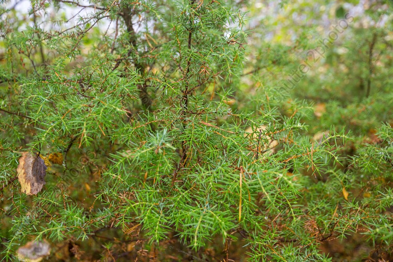 Можжевельник Карельский