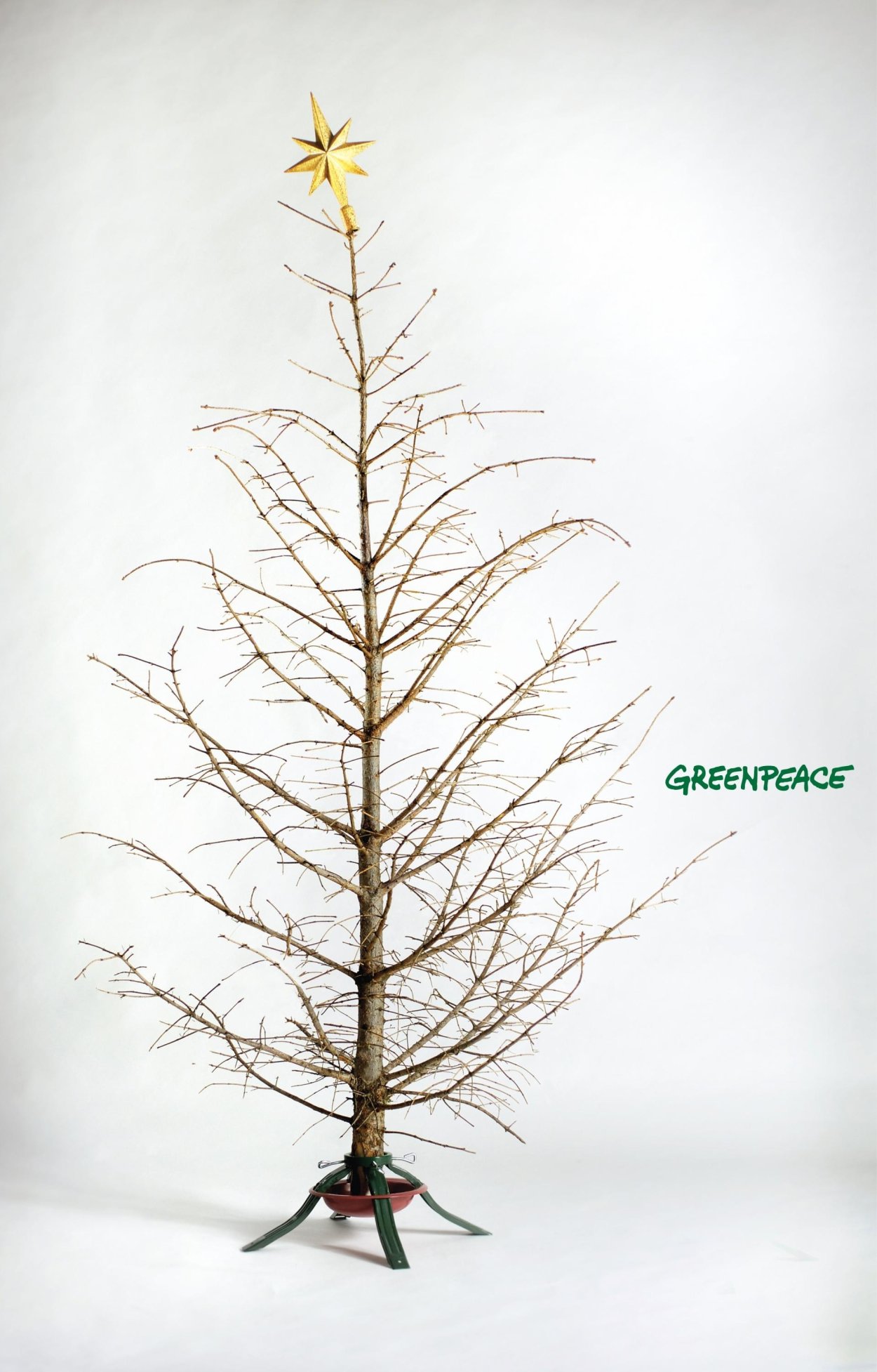 Ель без иголок