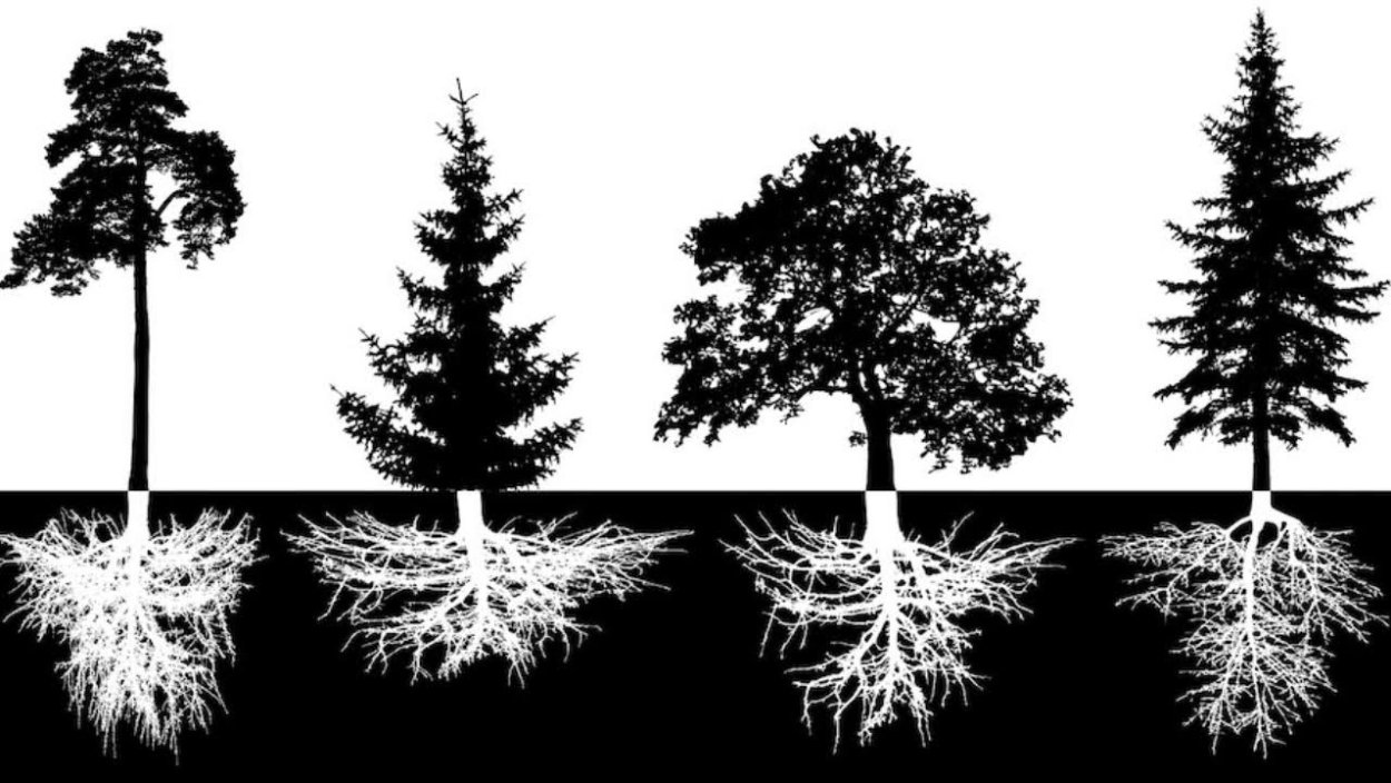 Ель корневая система