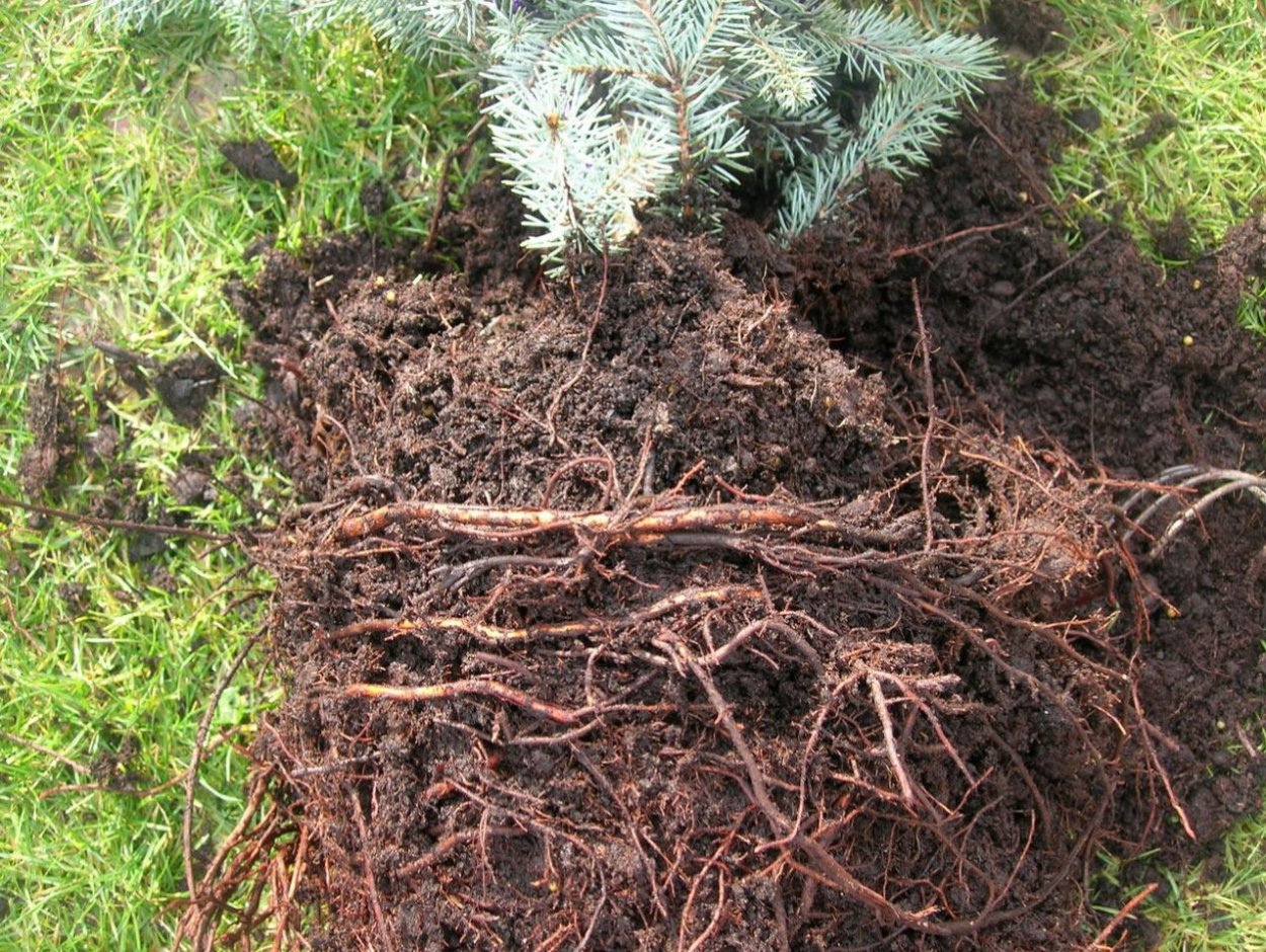 Голубая ель корни