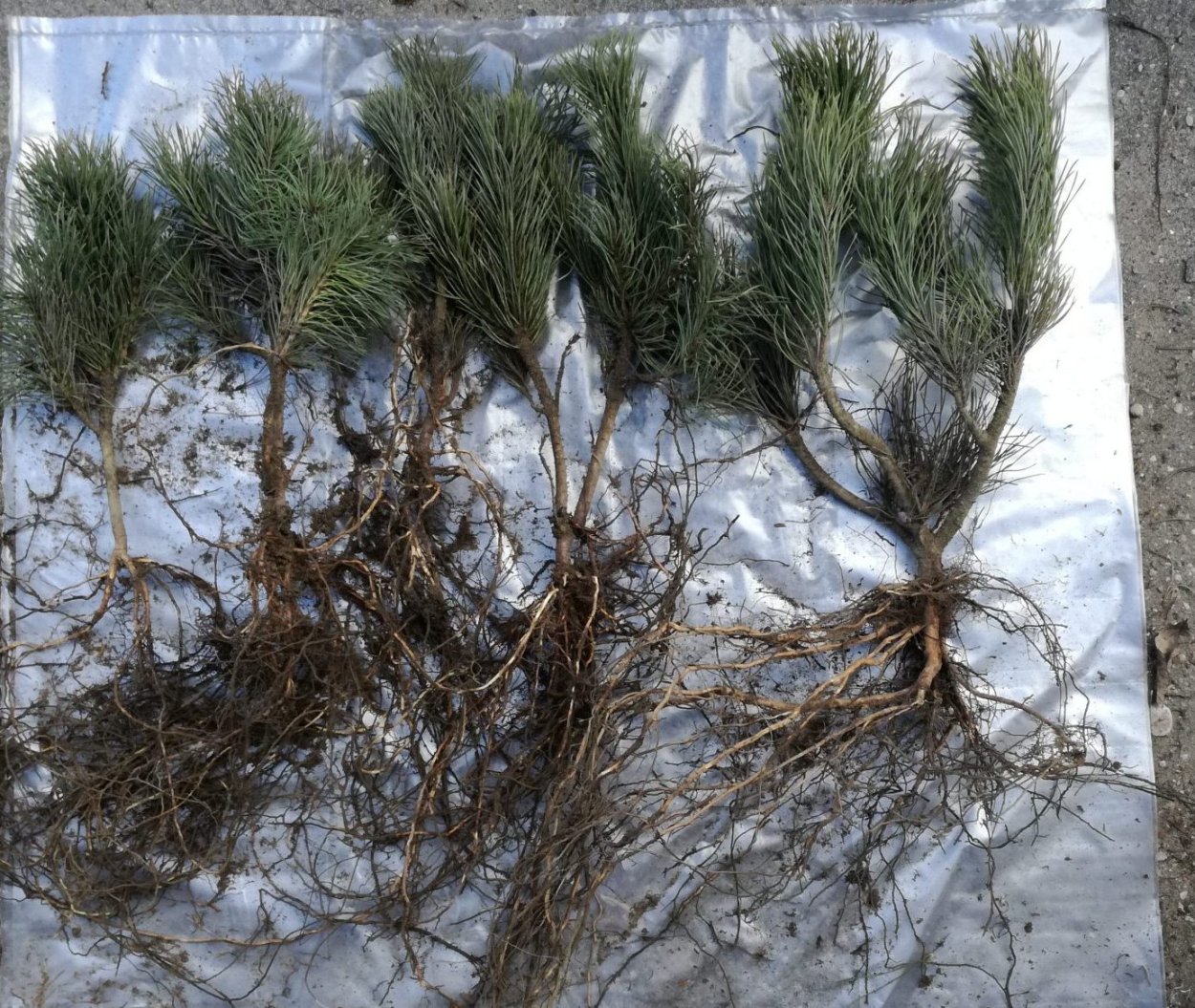 Корни горной сосны