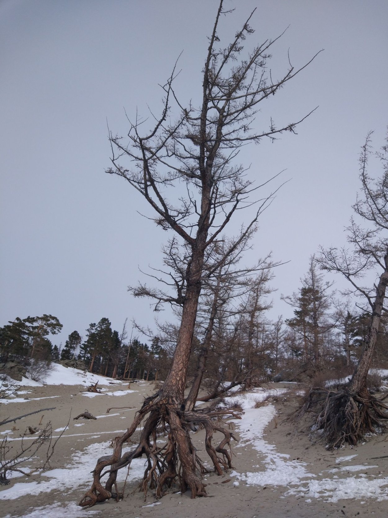 Корневая система лиственницы сибирской