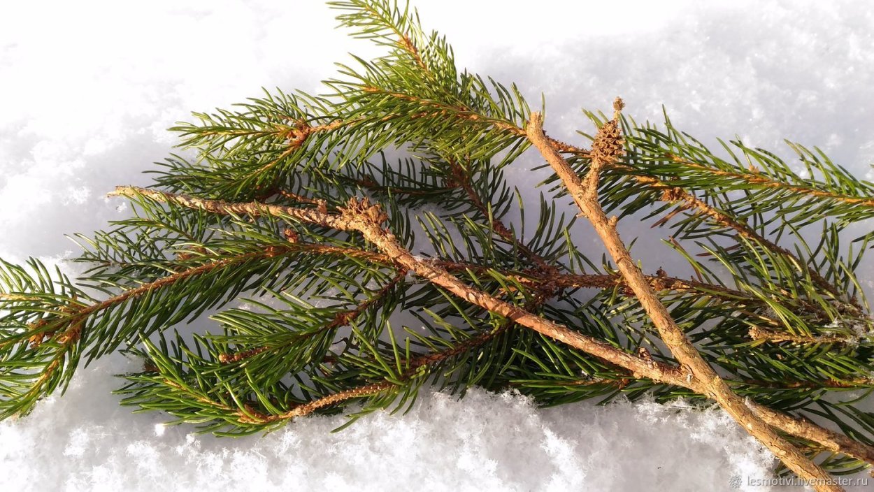 Пихта натуральная веточки