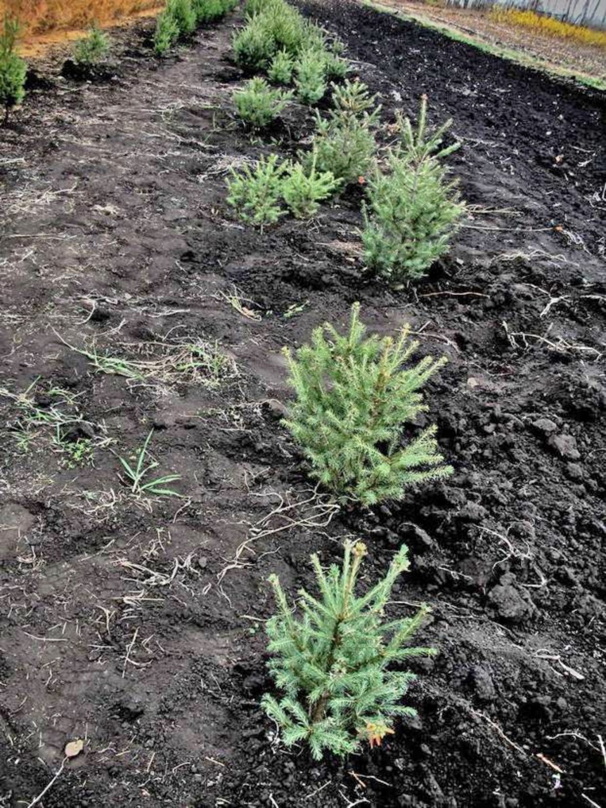 Ель обыкновенная саженец