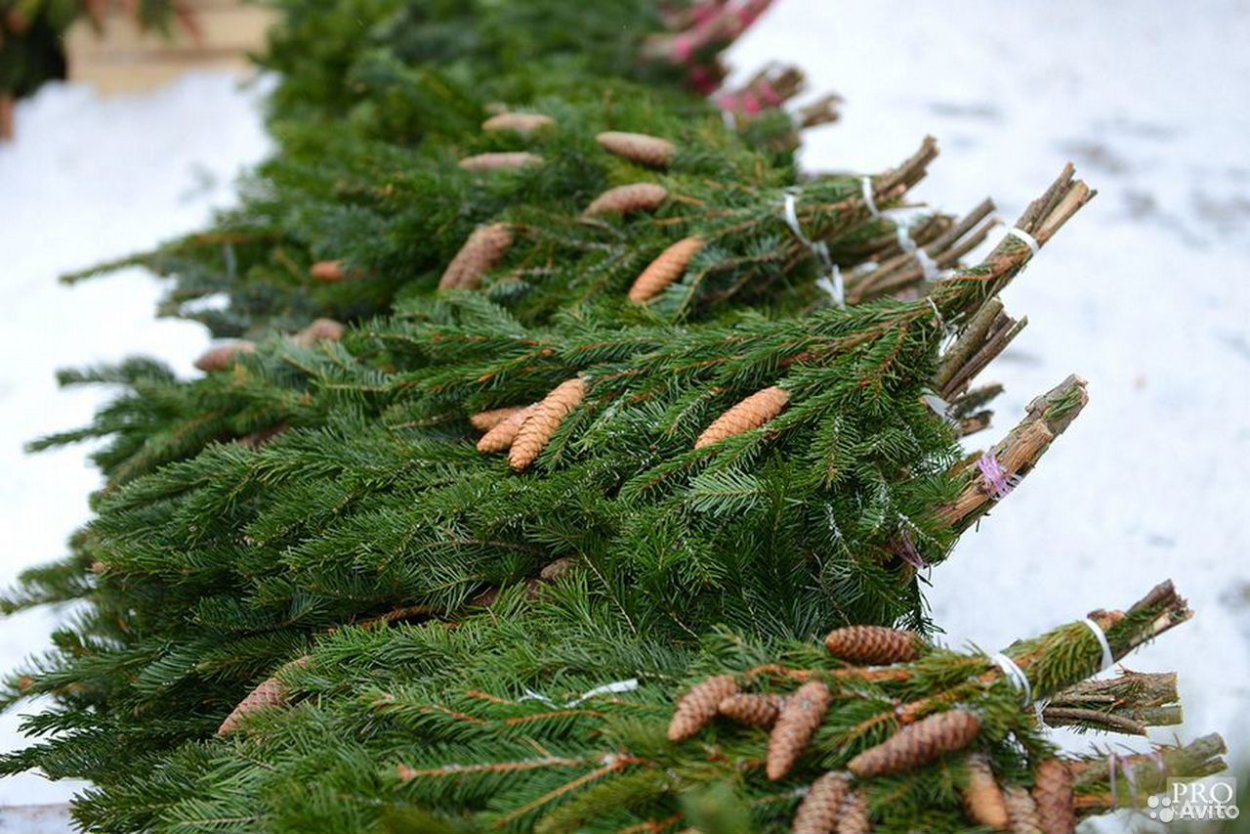 Сосновый лапник