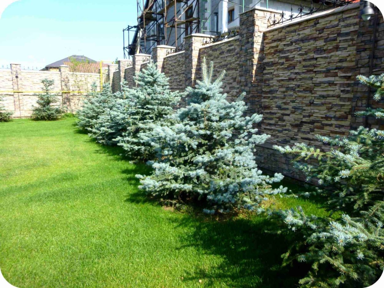 Пихта Сильберлок в миксбордере