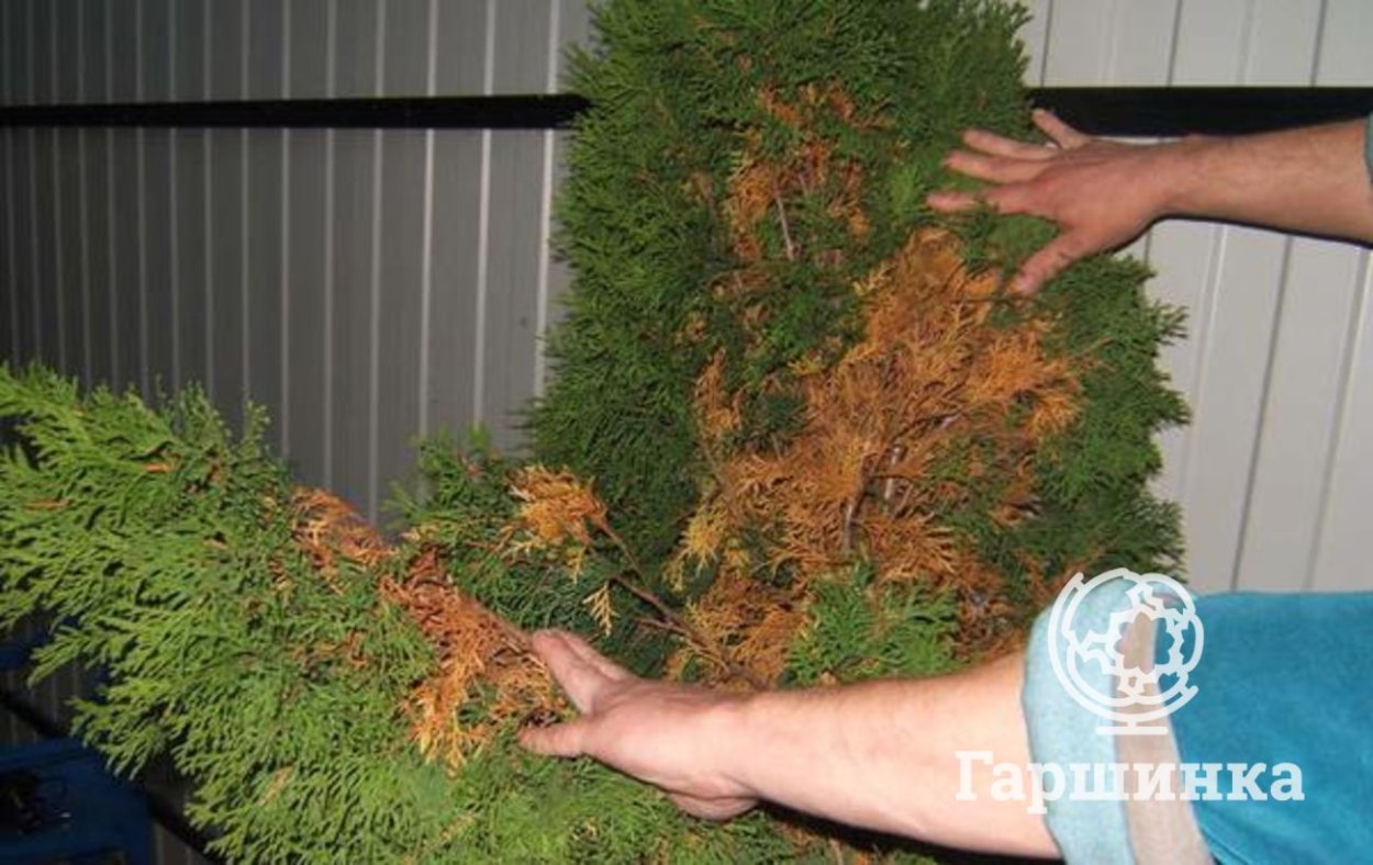 Туя Брабант пожелтела