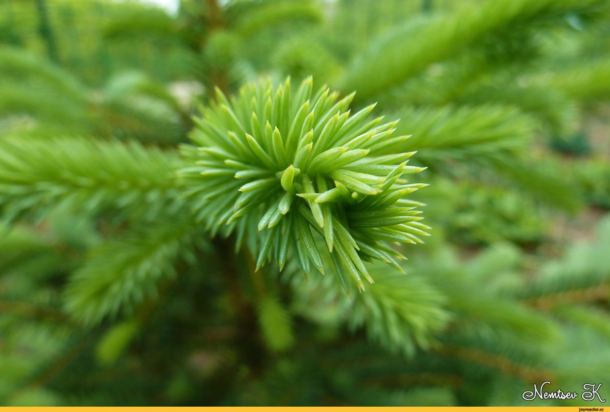 Цветок елочка