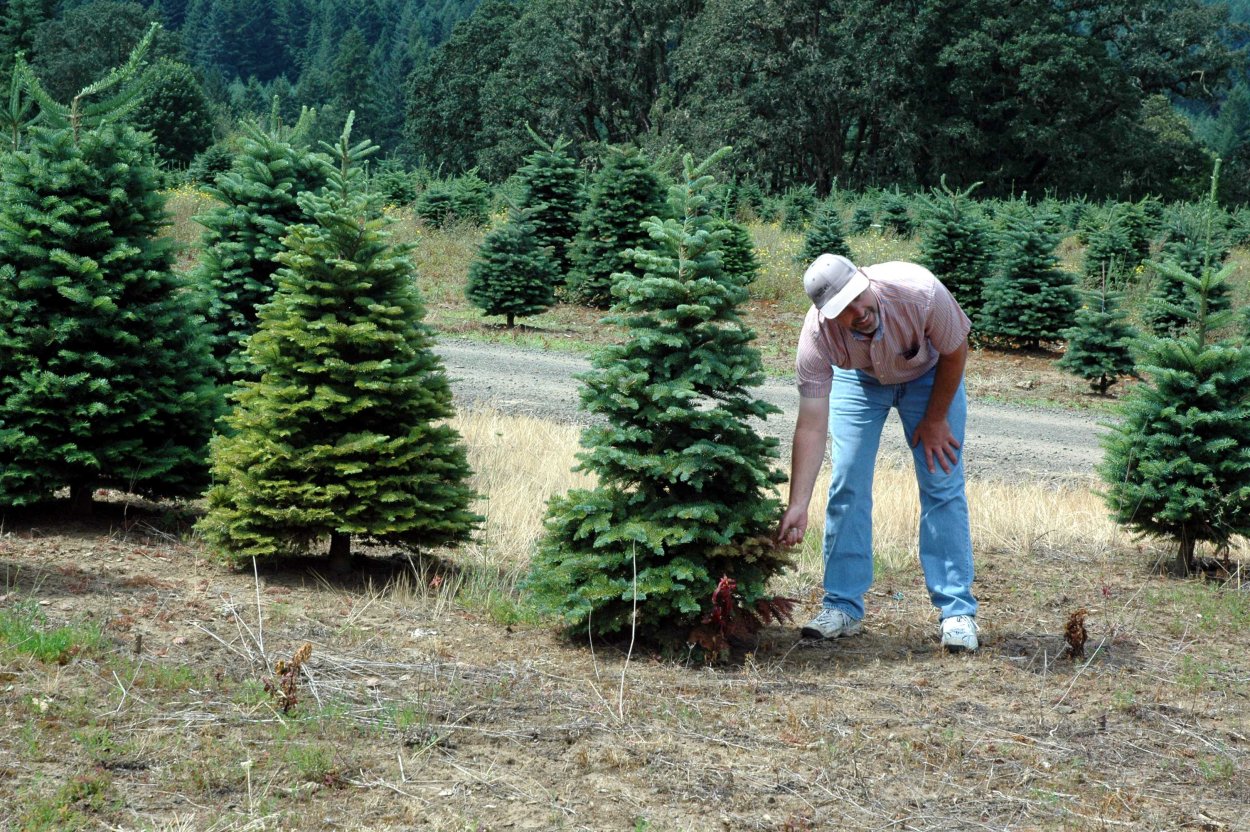 Посадка елок на участке