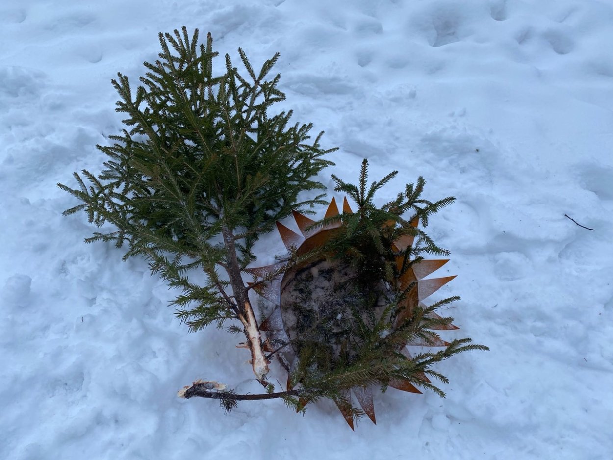 Выдернуть елку с корнем