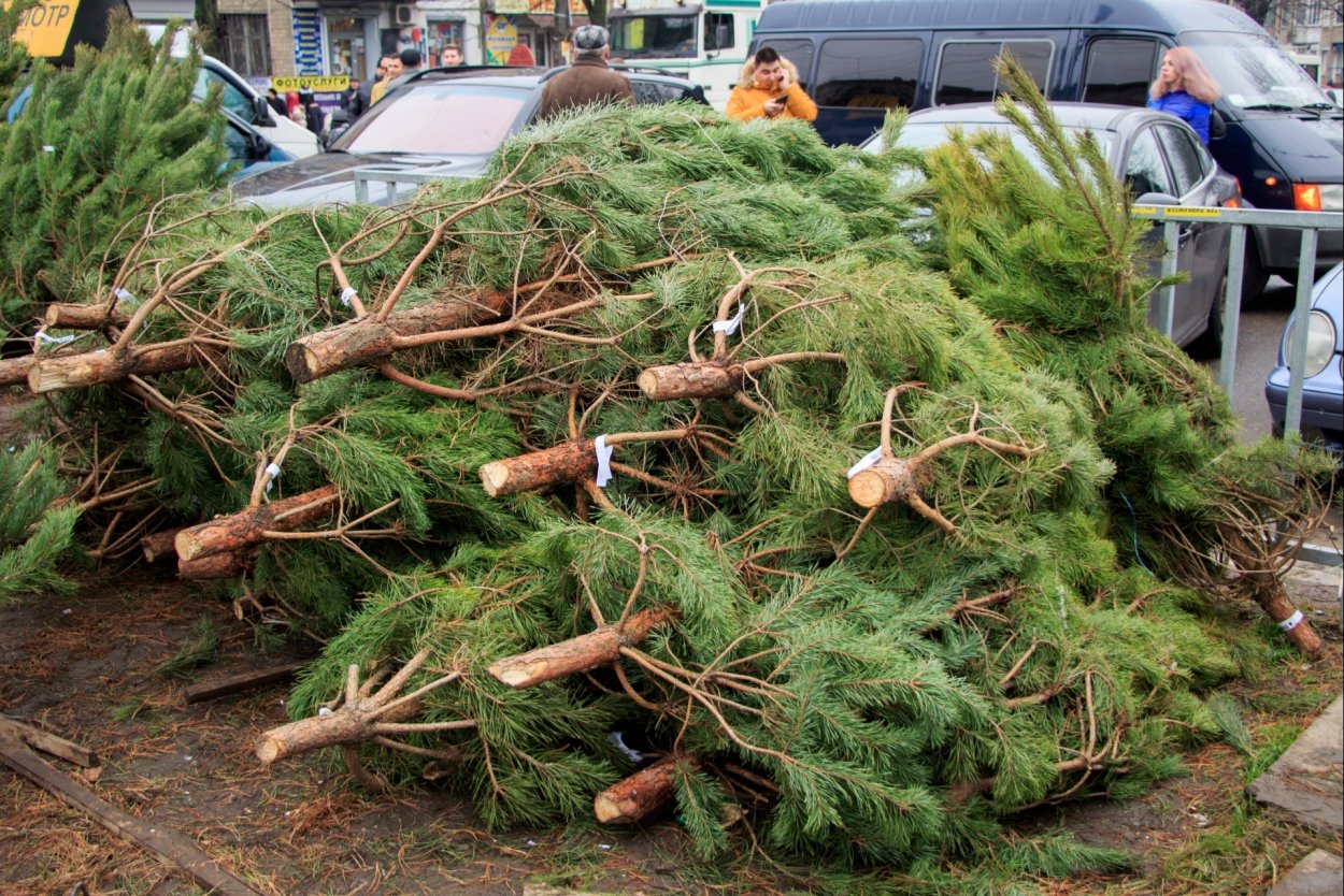 Живая ель срубленная