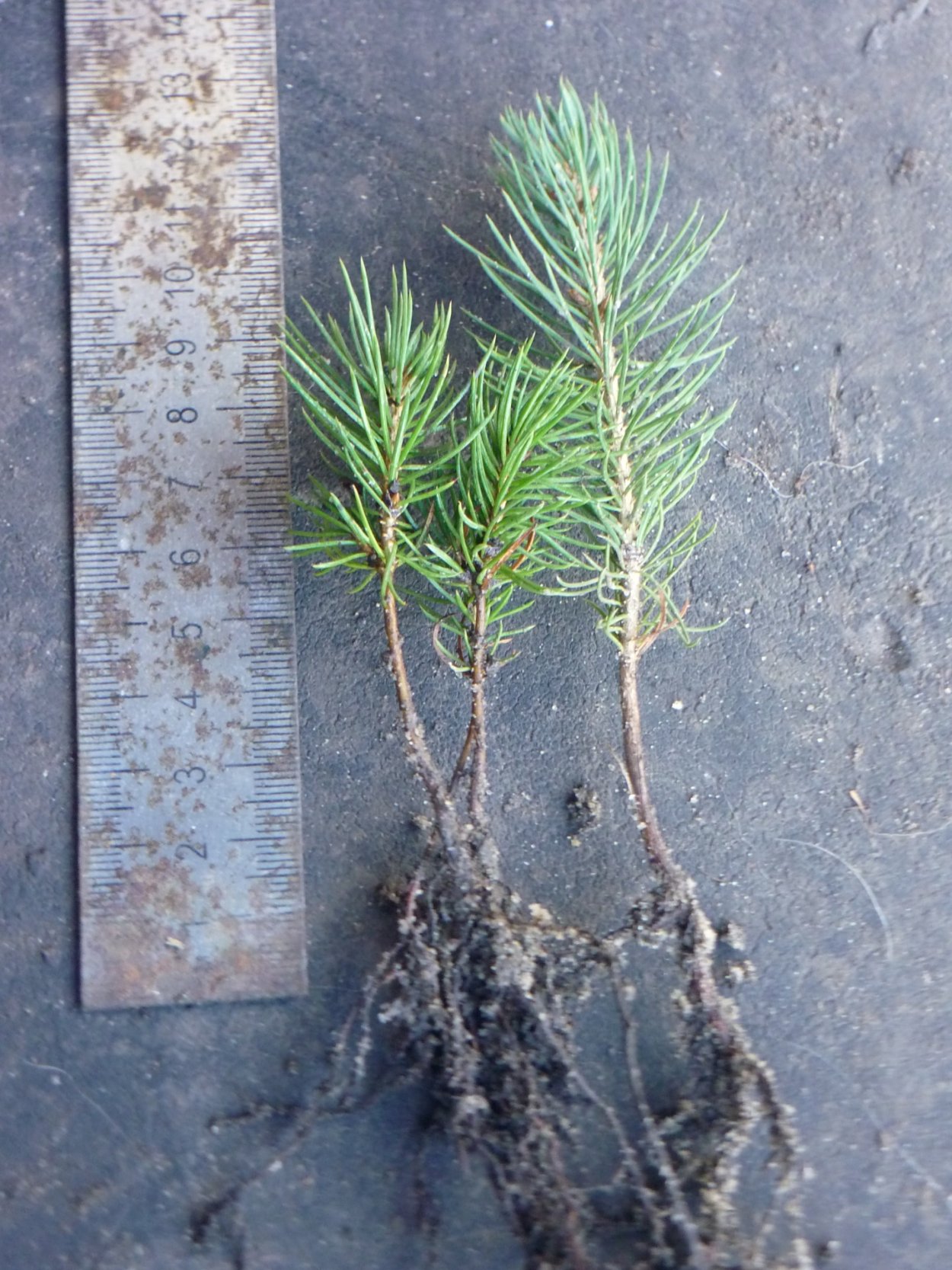 Сеянцы кедровой сосны лесовосстановление