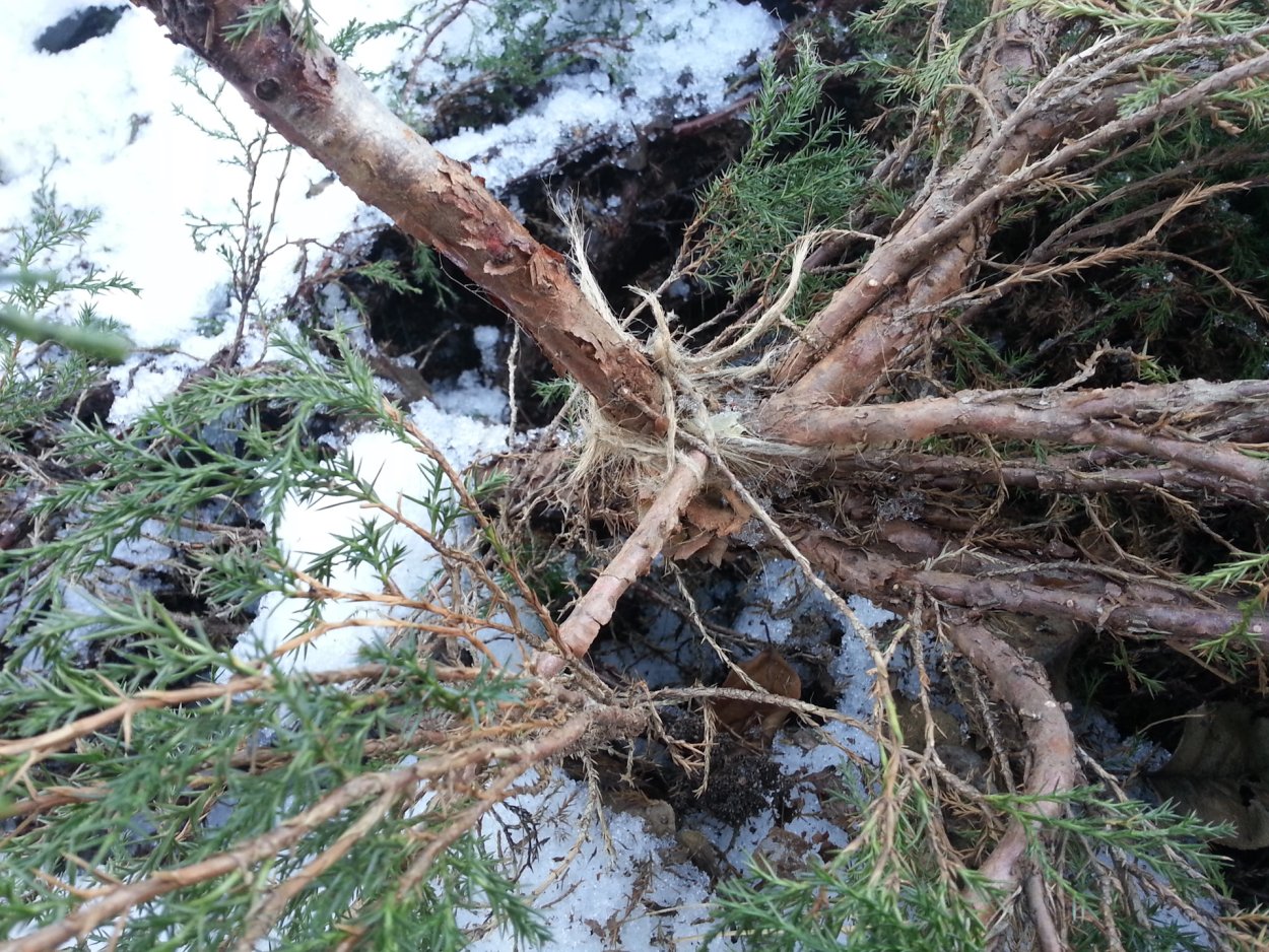 Корень скального можжевельника
