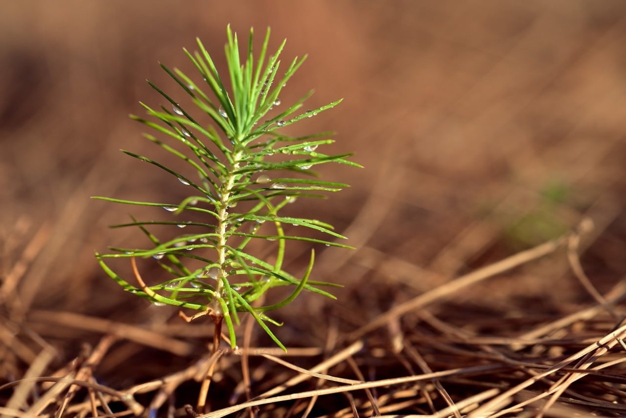 Росток дерева сосны