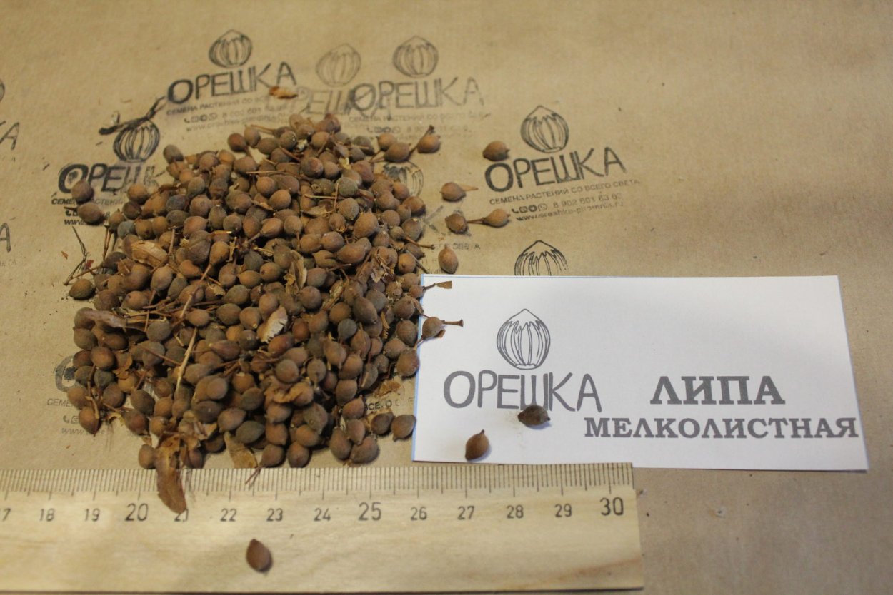 Липа мелколиственная семена