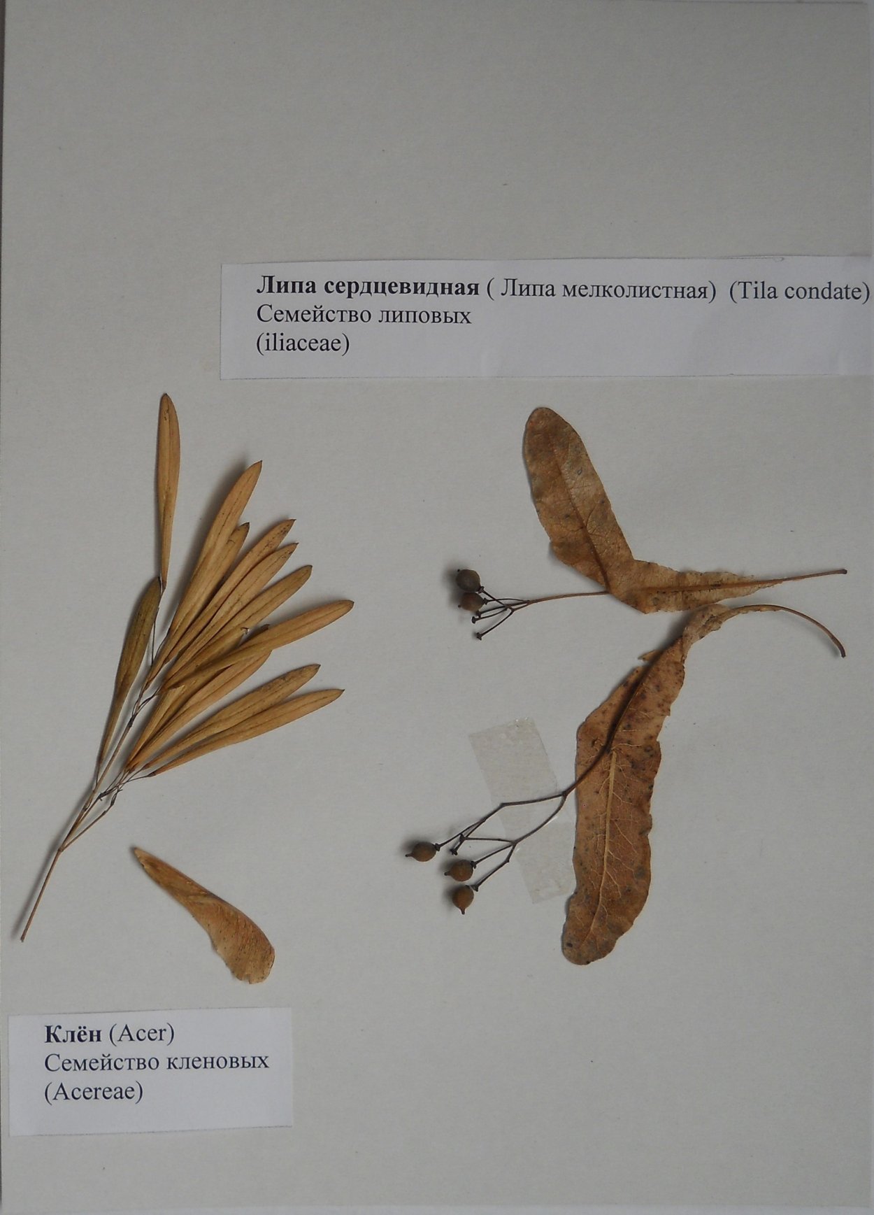 Плоды ясеня клена и липы