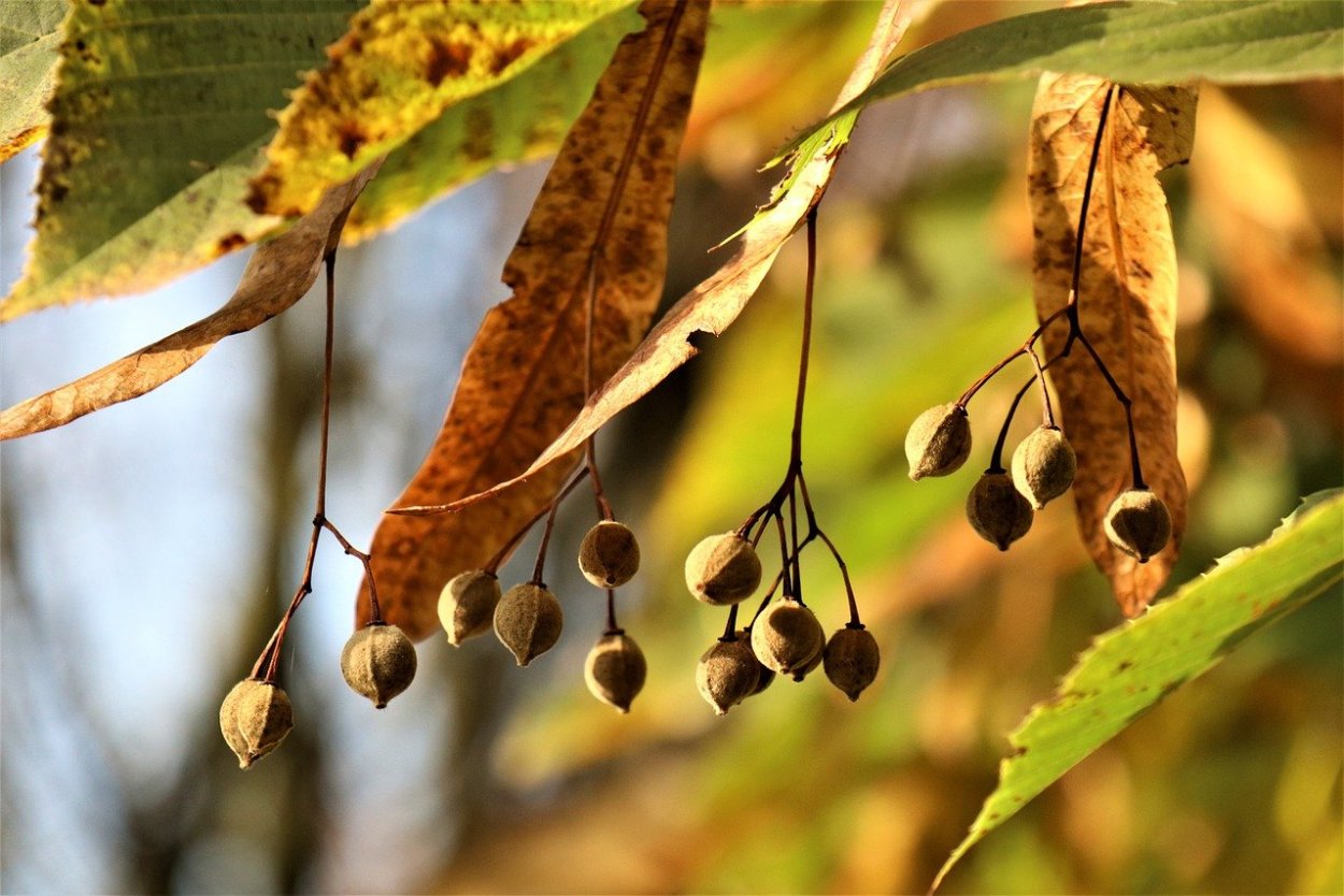 Семена липы крупнолистной