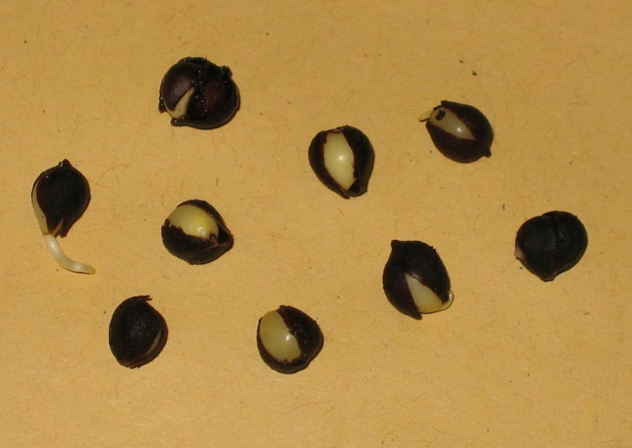 Семена липы крупнолистной