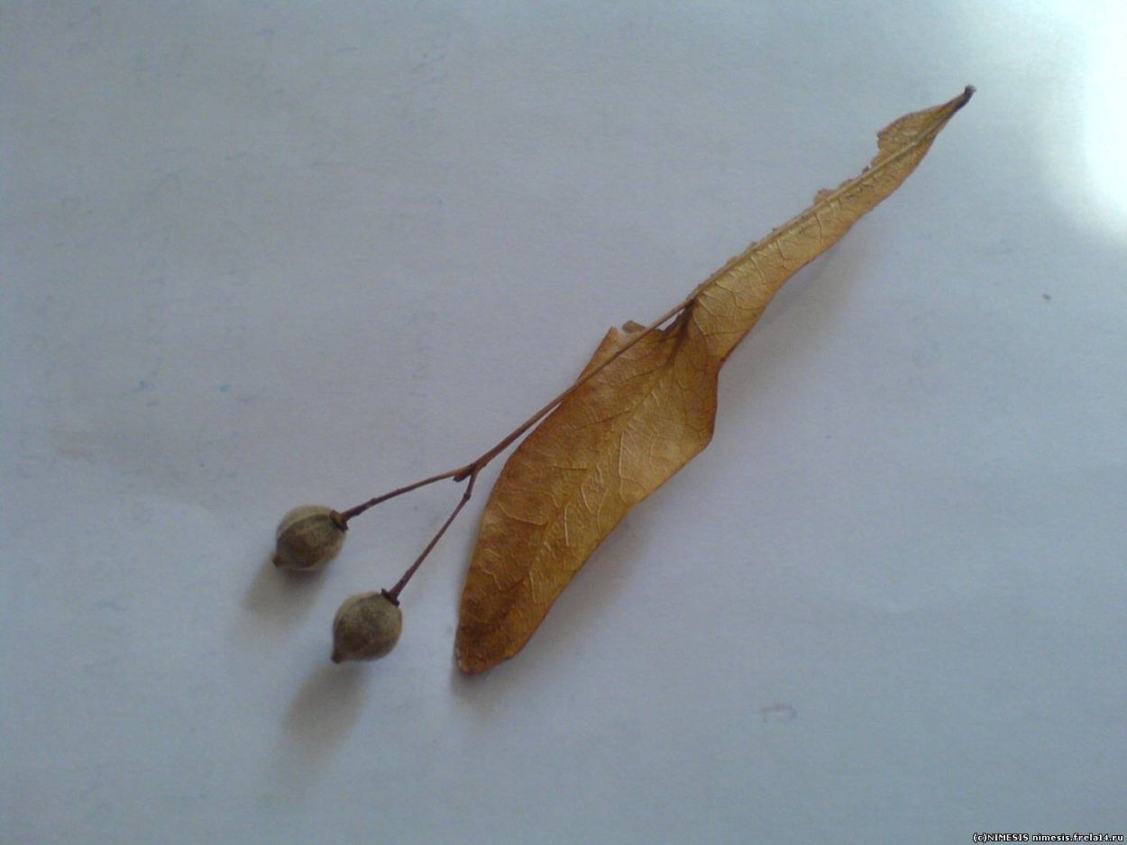 Семена Крылатки ясеня обыкновенного