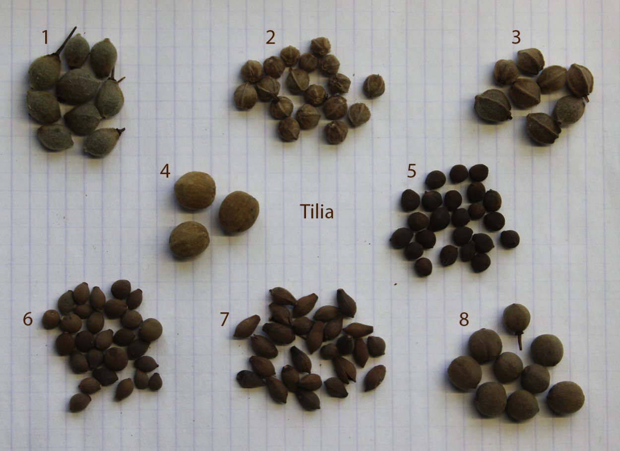 Семена липы крупнолистной