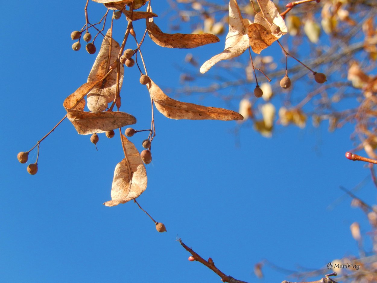 Плоды клена и липы