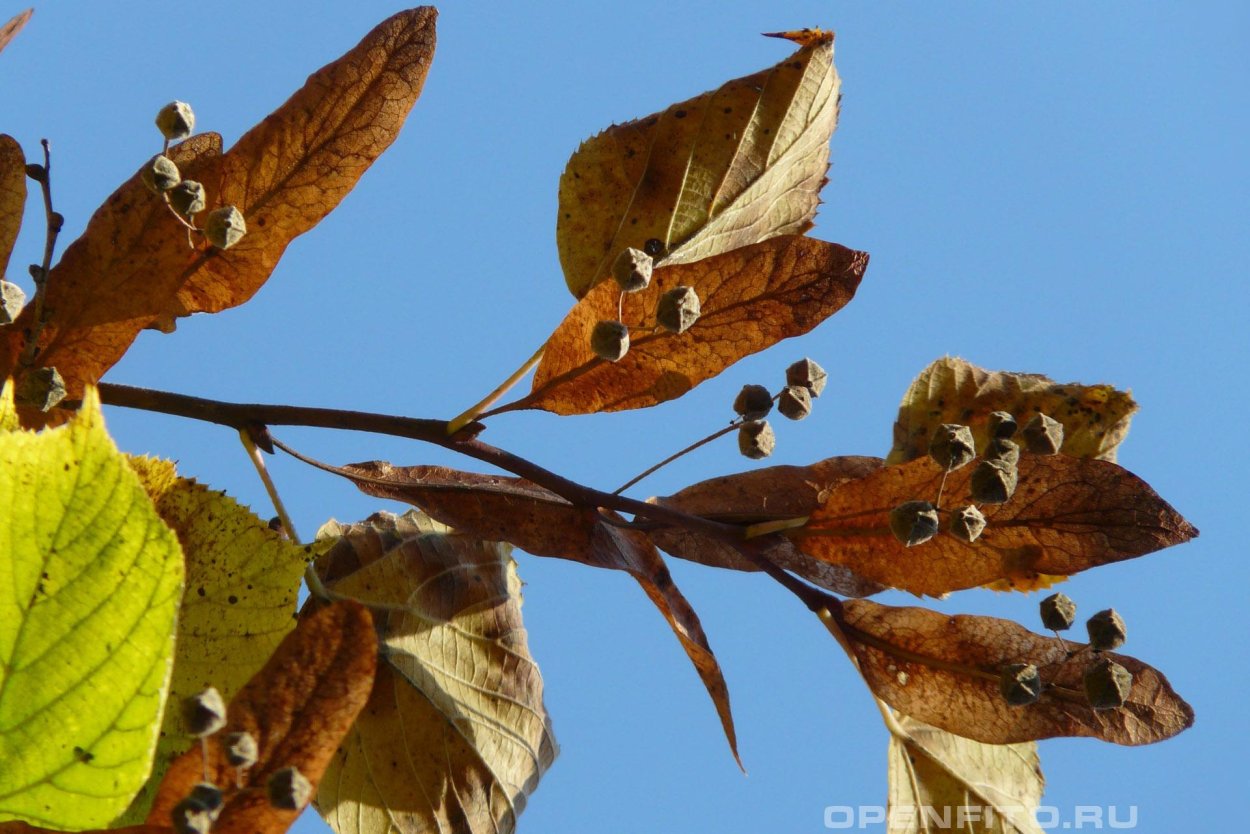 Липа Амурская