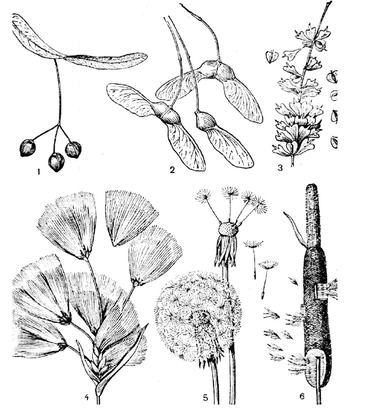 Крылатка плод береза