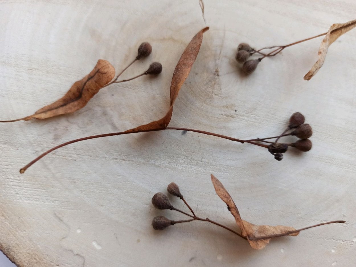 Семена липы крупнолистной