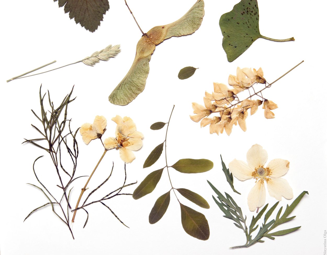 Гербарий веточка
