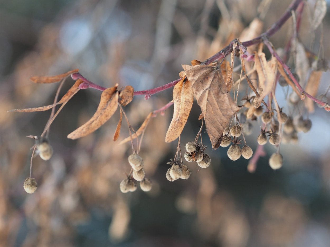 Семена липы зимой