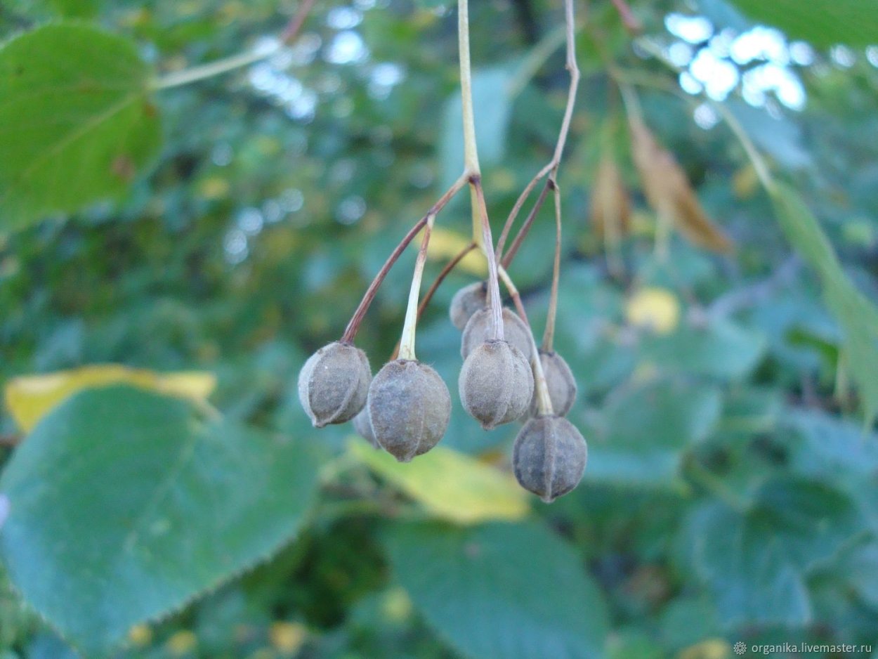 Семена липы Амурской