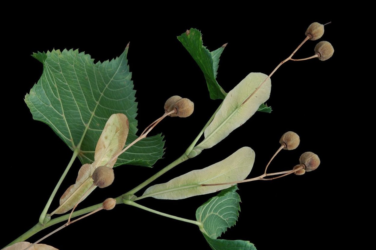 Липа крупнолистная плоды