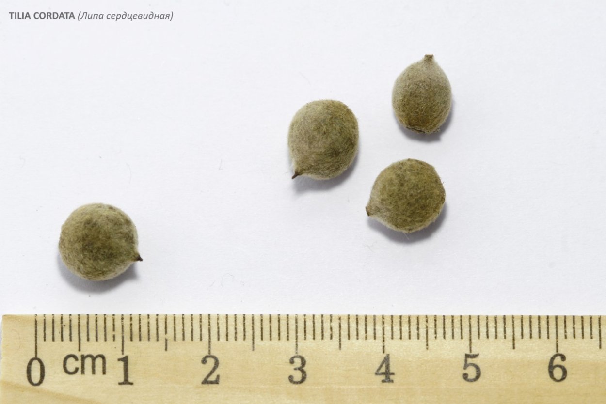 Липа мелколистная семена