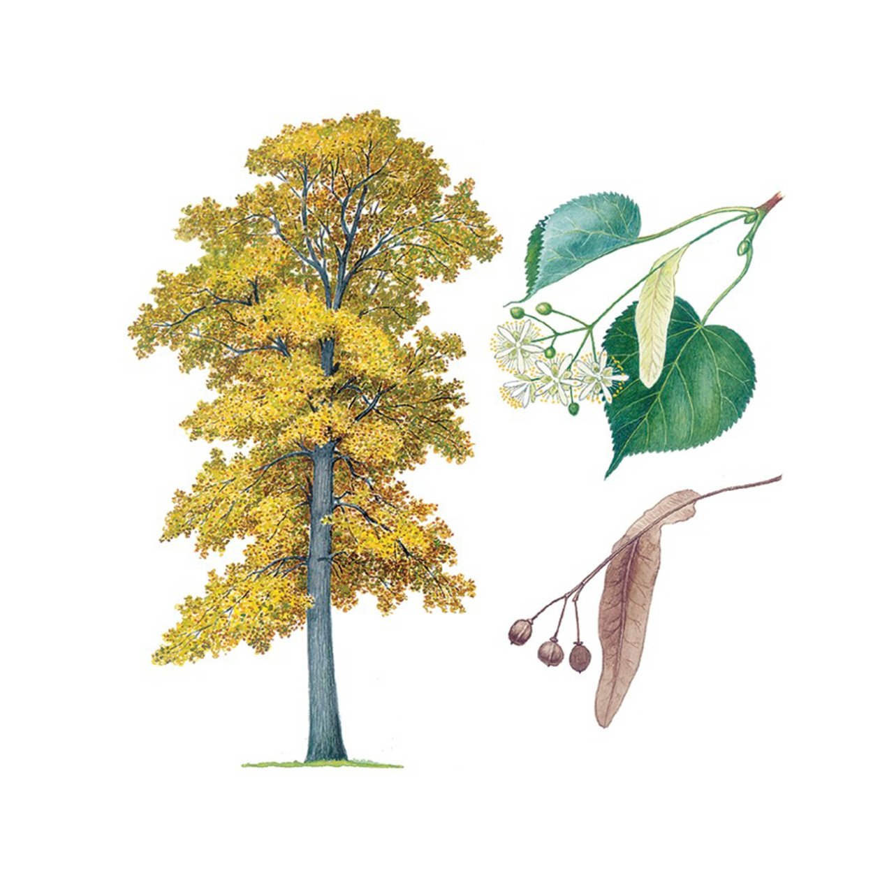 Липа мелколистная Фармакогнозия