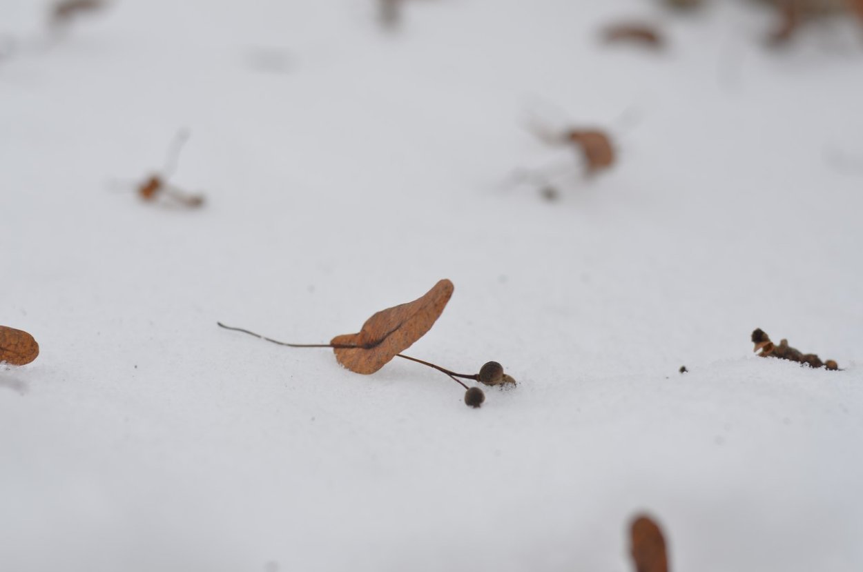 Липа мелколистная всходы