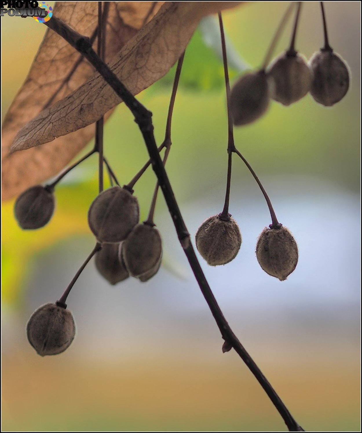 Липа плоды и семена