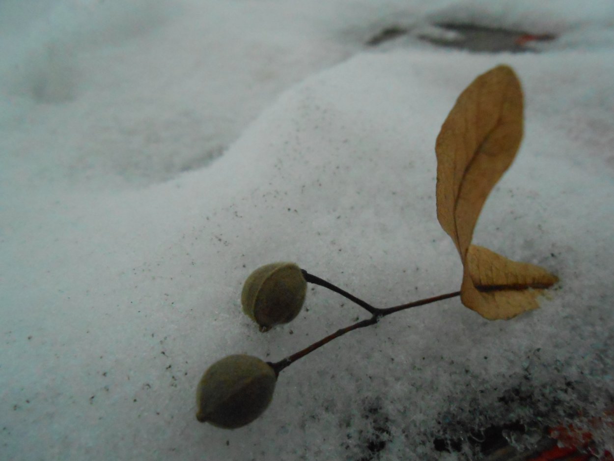 Прорастание семян липы