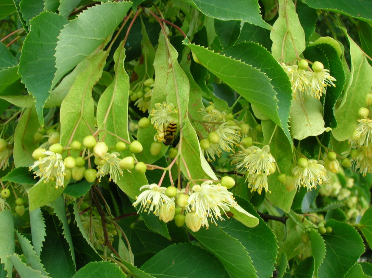 Липа сердцелистная плод