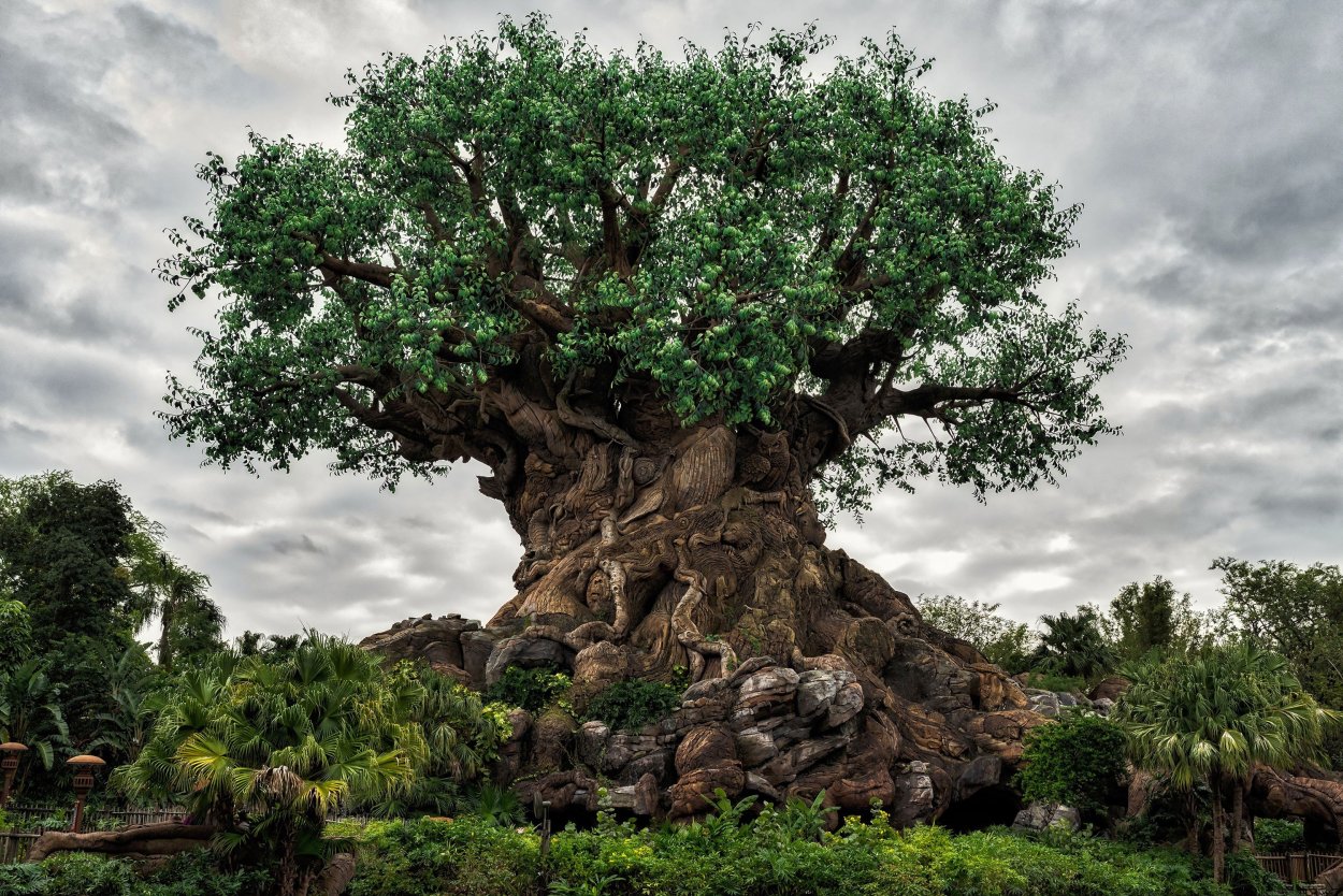 Дерево Тунси