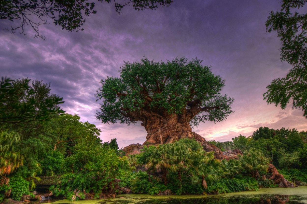 Толстое дерево