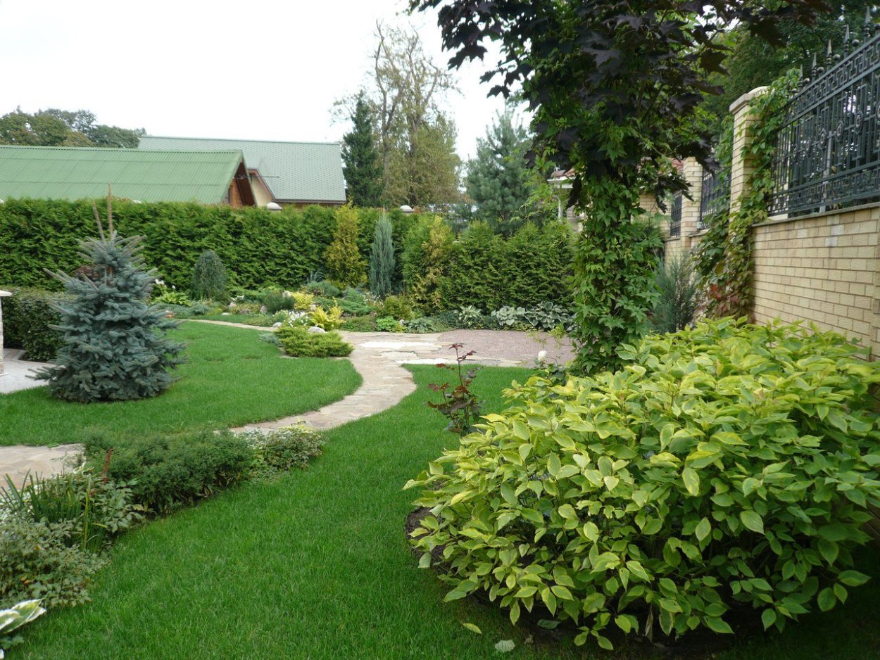 Хвойные миеюксбордер дволь дородки