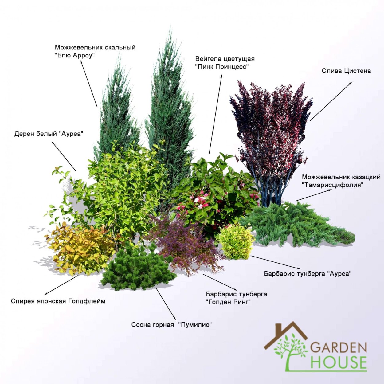 Миксбордер из хвойных и многолетников схемы