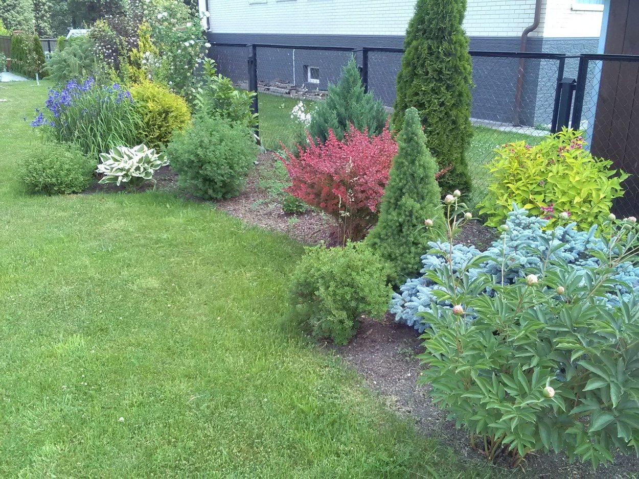 Кустарниковый миксбордер спирея